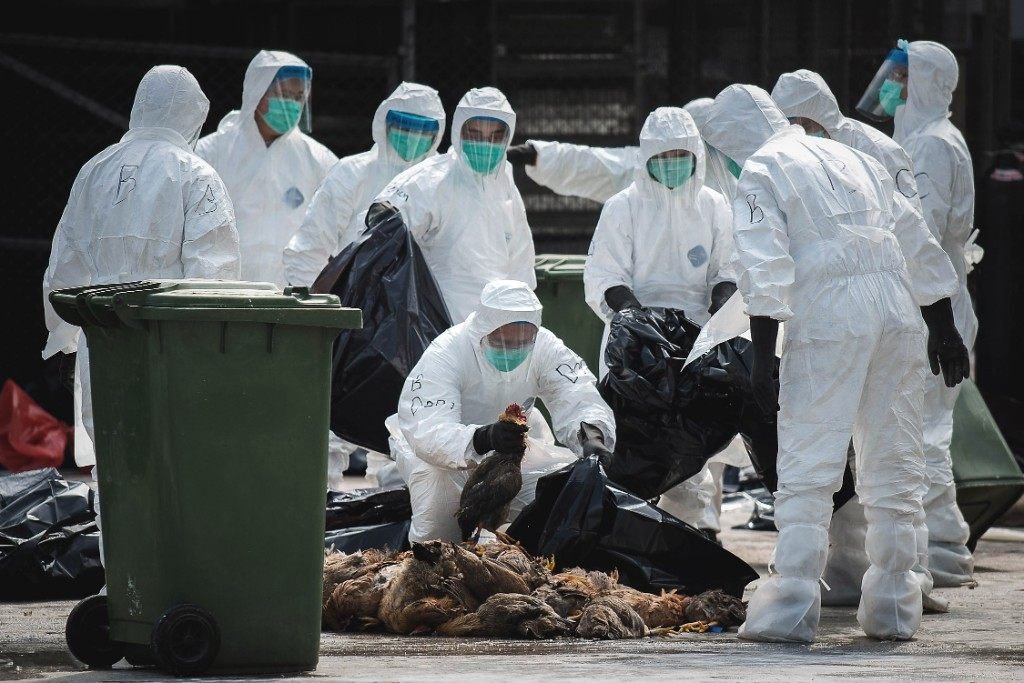 Dead Animal Removal