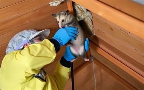 Possum Treatment